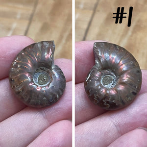 Ammonite Fossil #1