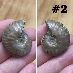 Ammonite Fossil #2