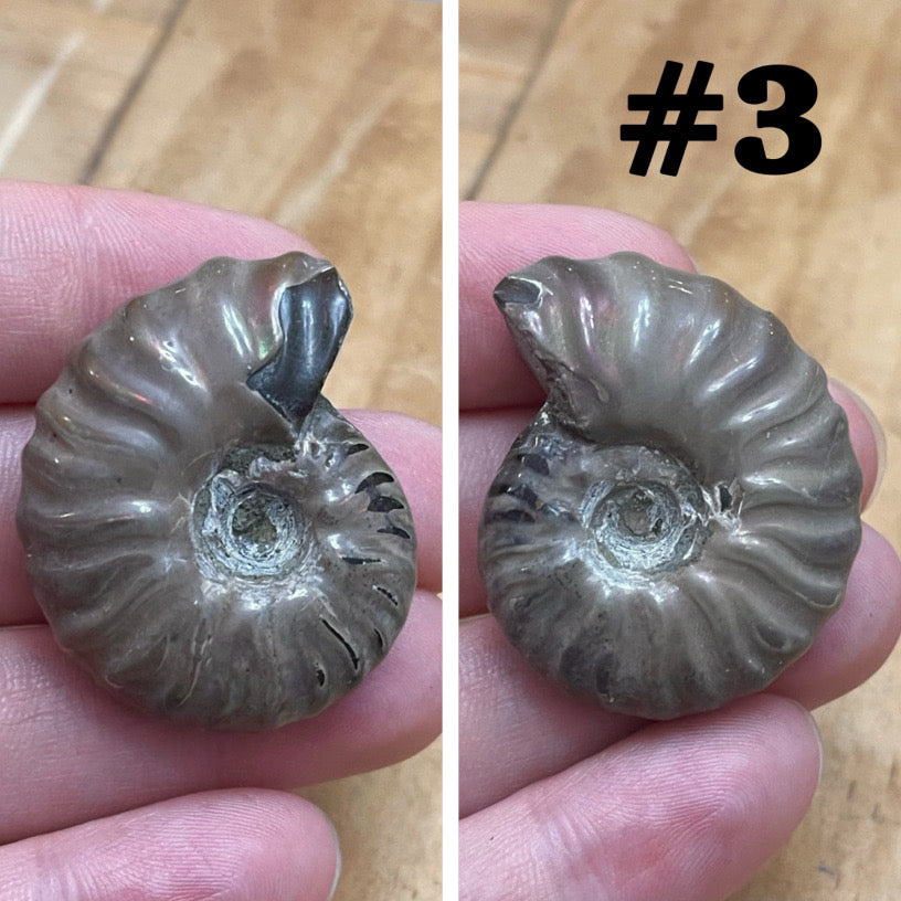 Ammonite Fossil #3