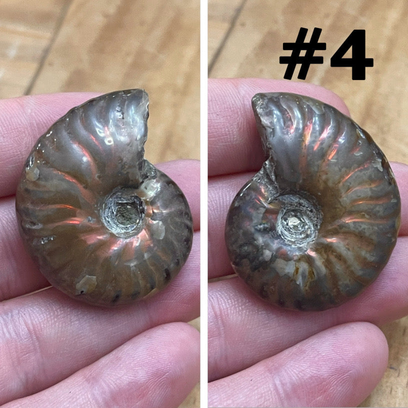 Ammonite Fossil #4