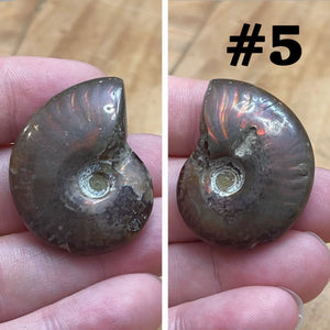 Ammonite Fossil #5