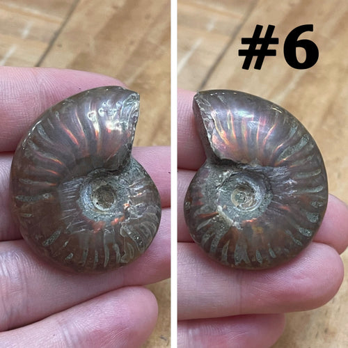 Ammonite Fossil #6