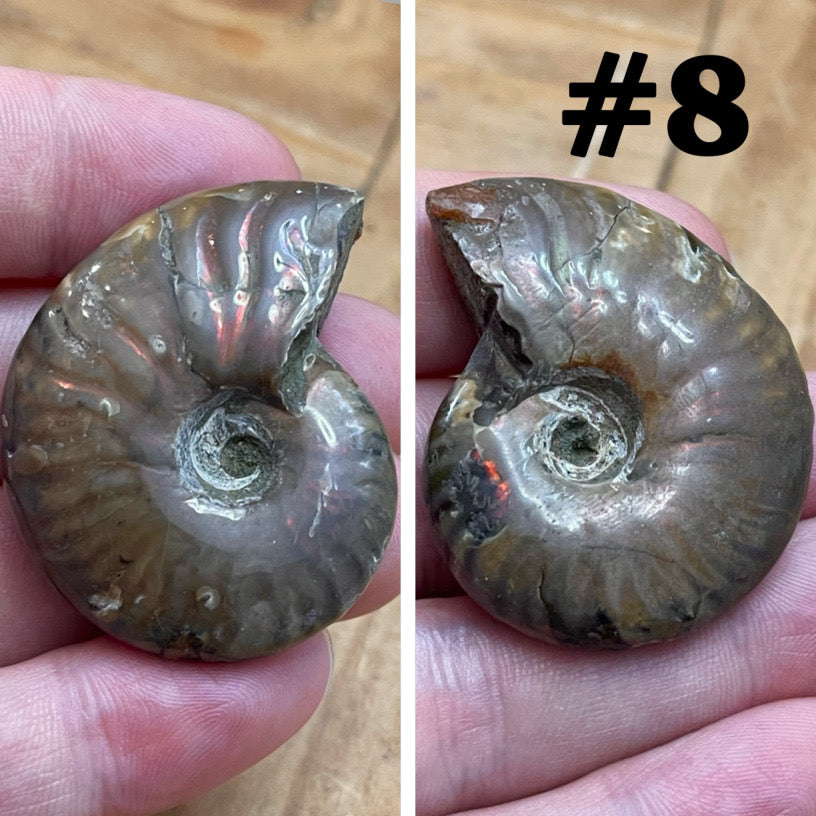 Ammonite Fossil #8