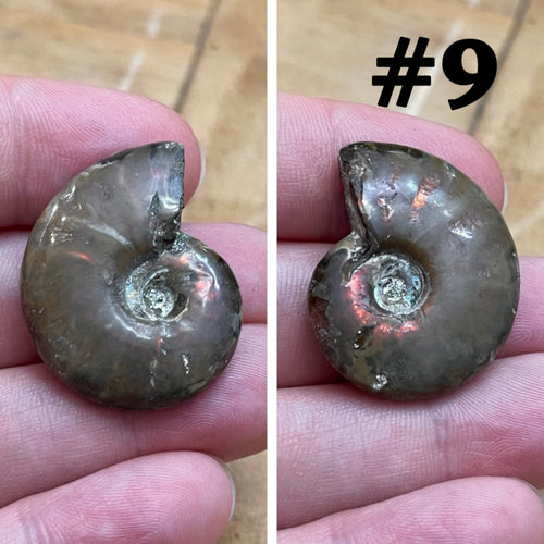 Ammonite Fossil #9