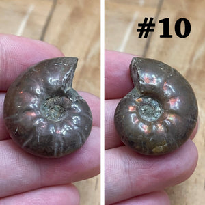 Ammonite Fossil #10