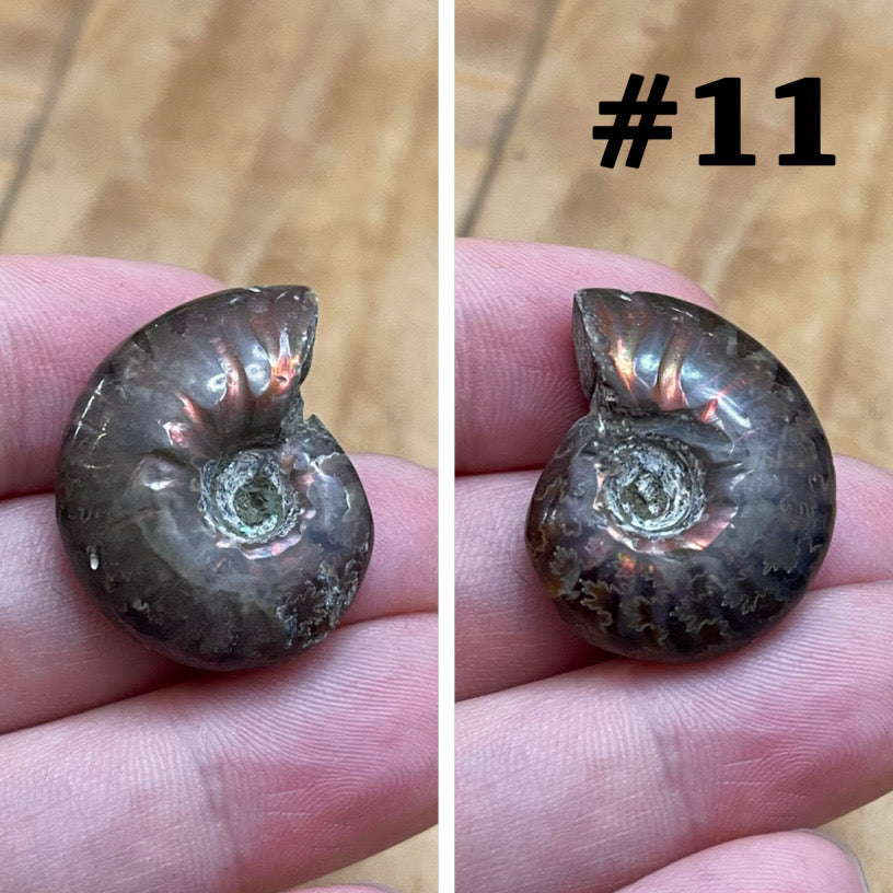 Ammonite Fossil #11