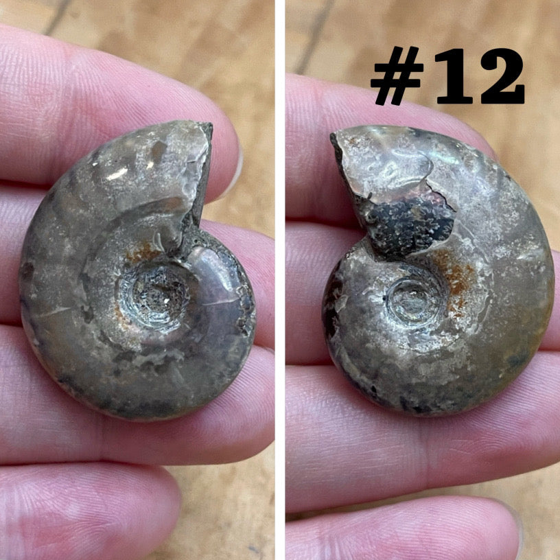 Ammonite Fossil #12