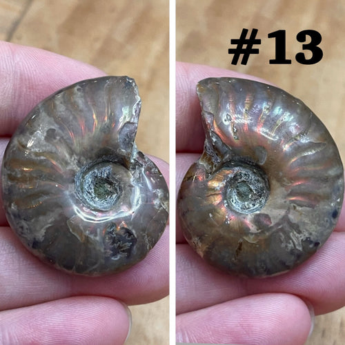 Ammonite Fossil #13