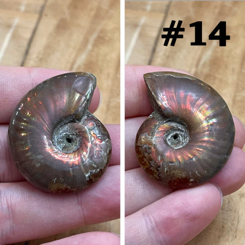 Ammonite Fossil #14