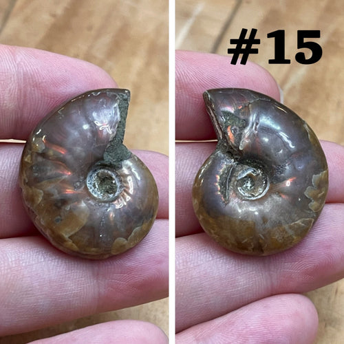 Ammonite Fossil #15