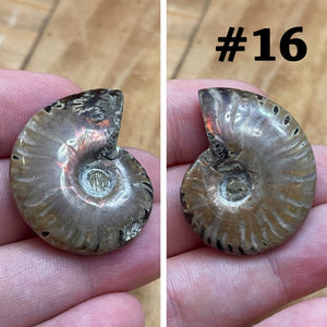 Ammonite Fossil #16