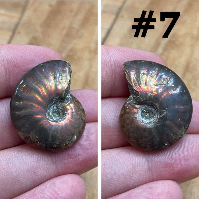 Ammonite Fossil #7