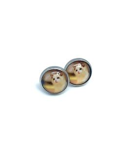 10mm Gizmo Cat Studs (Stainless Steel)